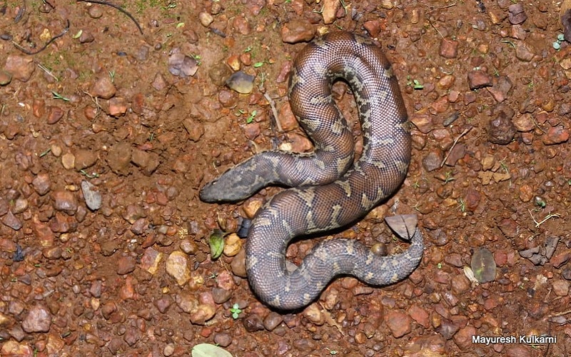 Red Sand Boa